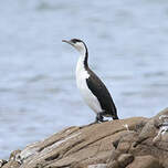 Cormoran de Tasmanie