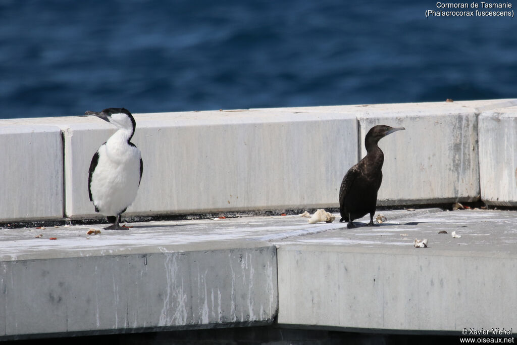 Black-faced Cormorantadult