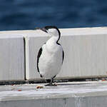 Cormoran de Tasmanie