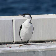 Black-faced Cormorant