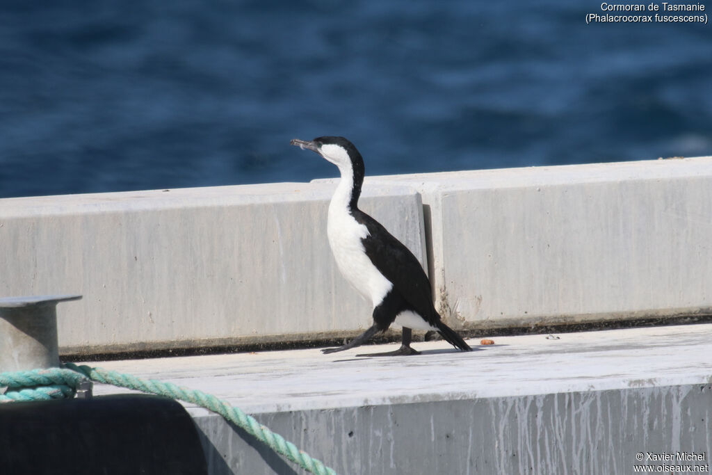 Cormoran de Tasmanieadulte, identification