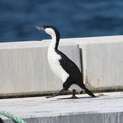 Cormoran de Tasmanie