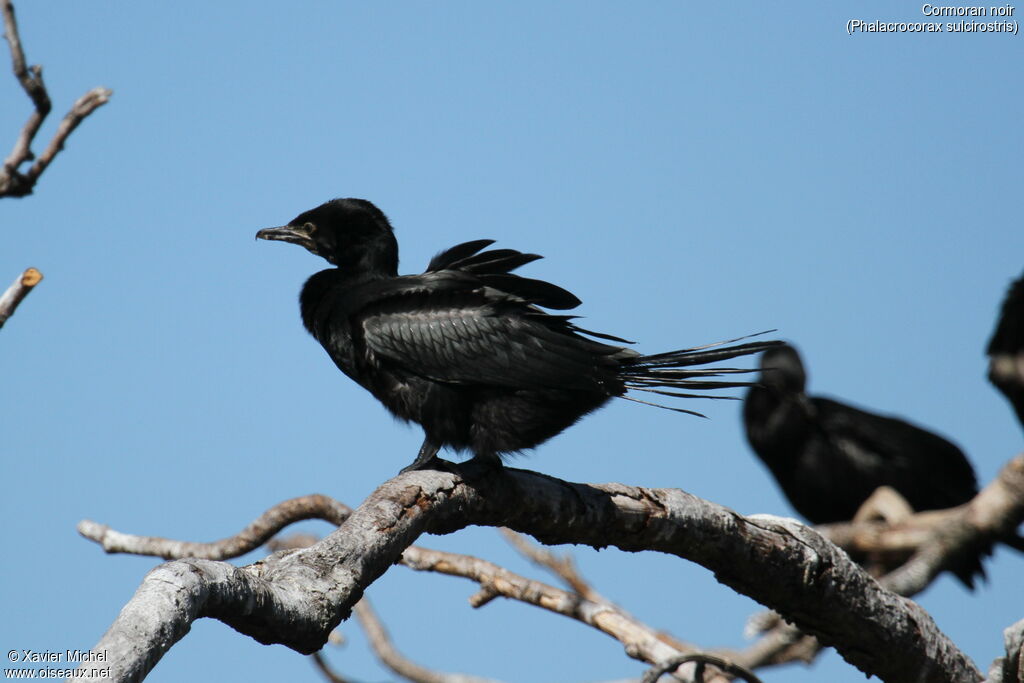 Little Black Cormorant