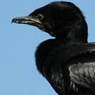 Cormoran noir