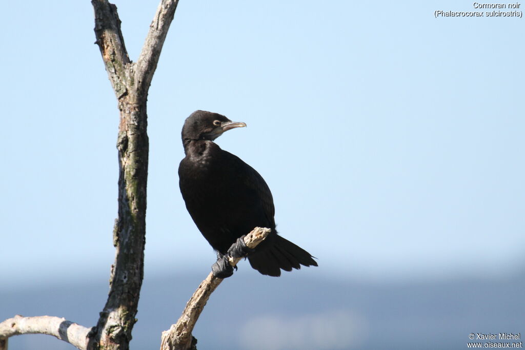 Little Black Cormorant