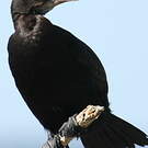 Cormoran noir