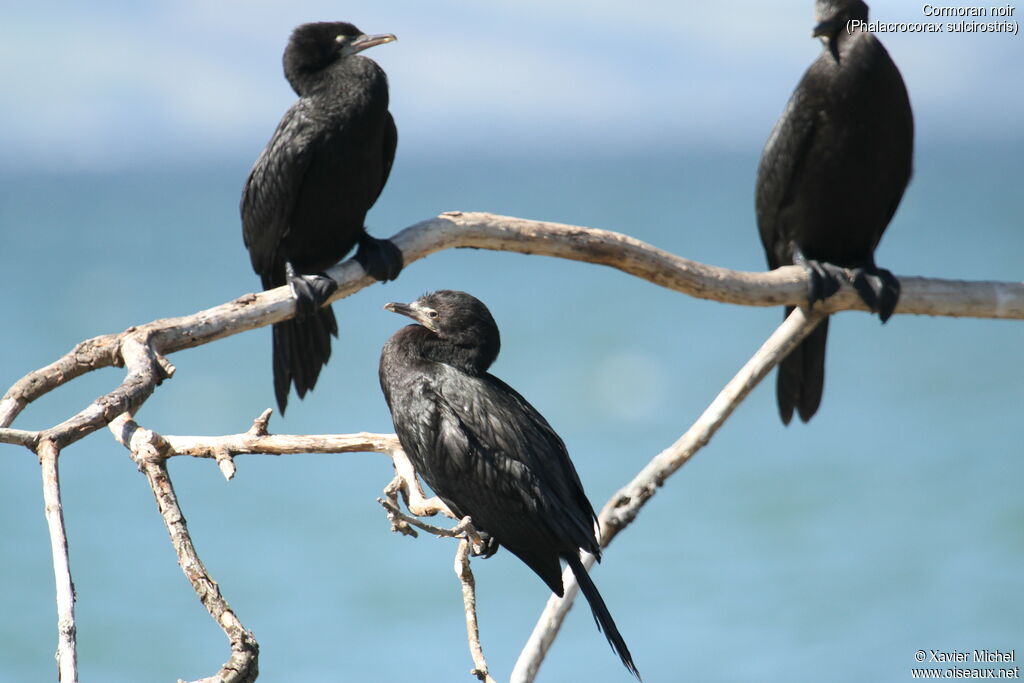 Little Black Cormorant