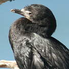 Cormoran noir