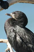 Little Black Cormorant