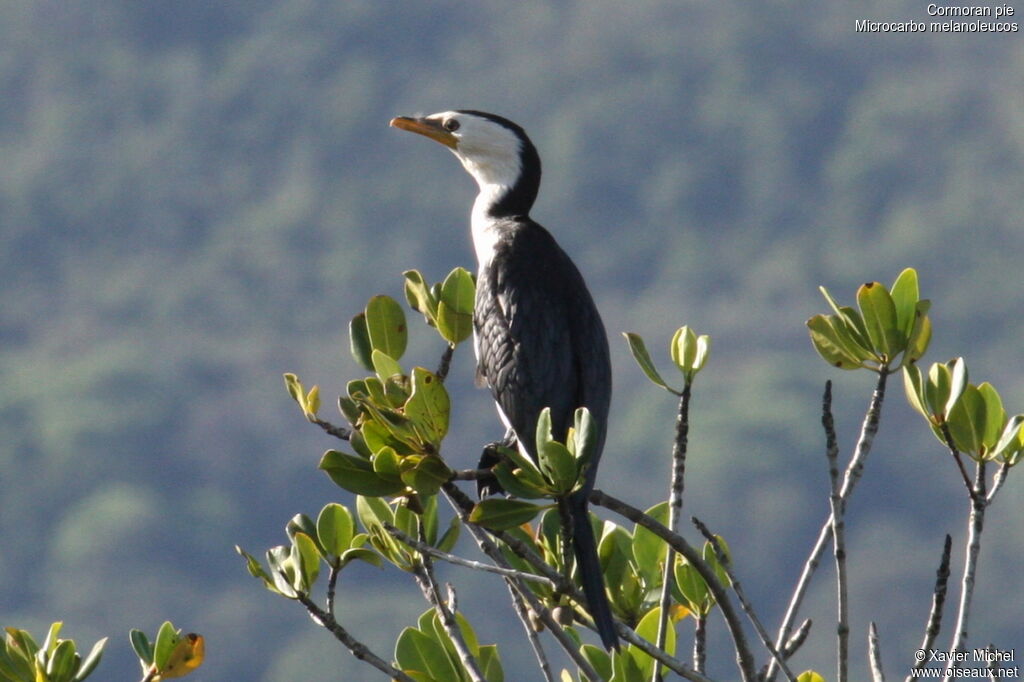 Cormoran pie, identification