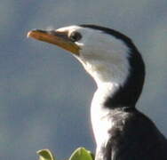 Little Pied Cormorant