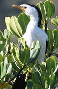 Little Pied Cormorant