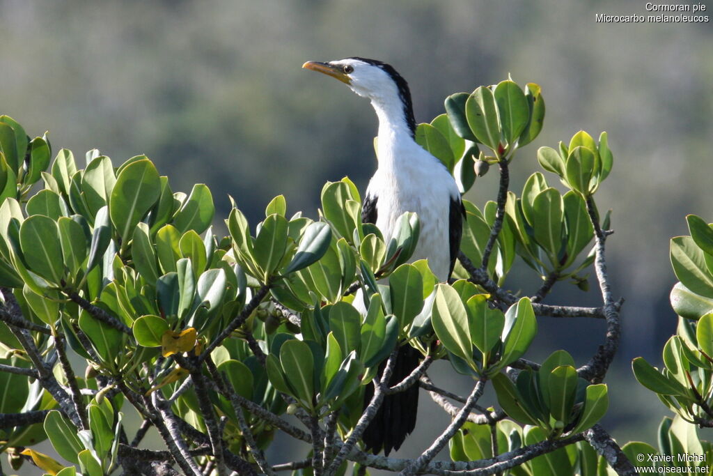 Little Pied Cormorant, identification