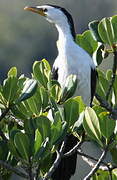 Little Pied Cormorant