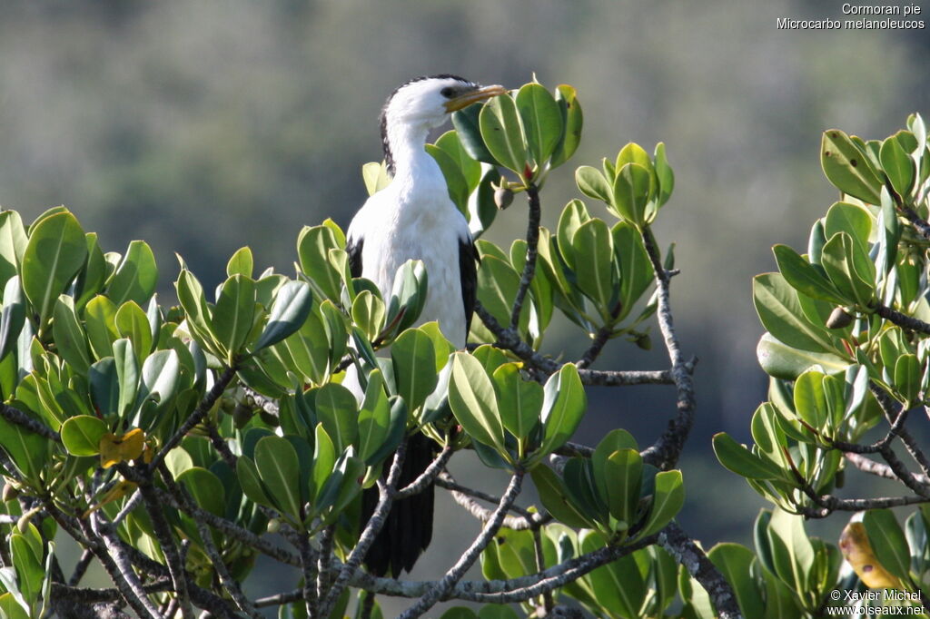 Little Pied Cormorant, identification