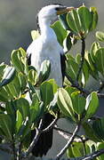 Little Pied Cormorant