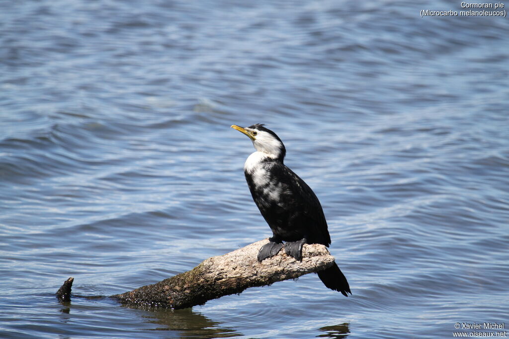 Little Pied Cormorant