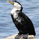 Cormoran pie