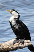 Little Pied Cormorant