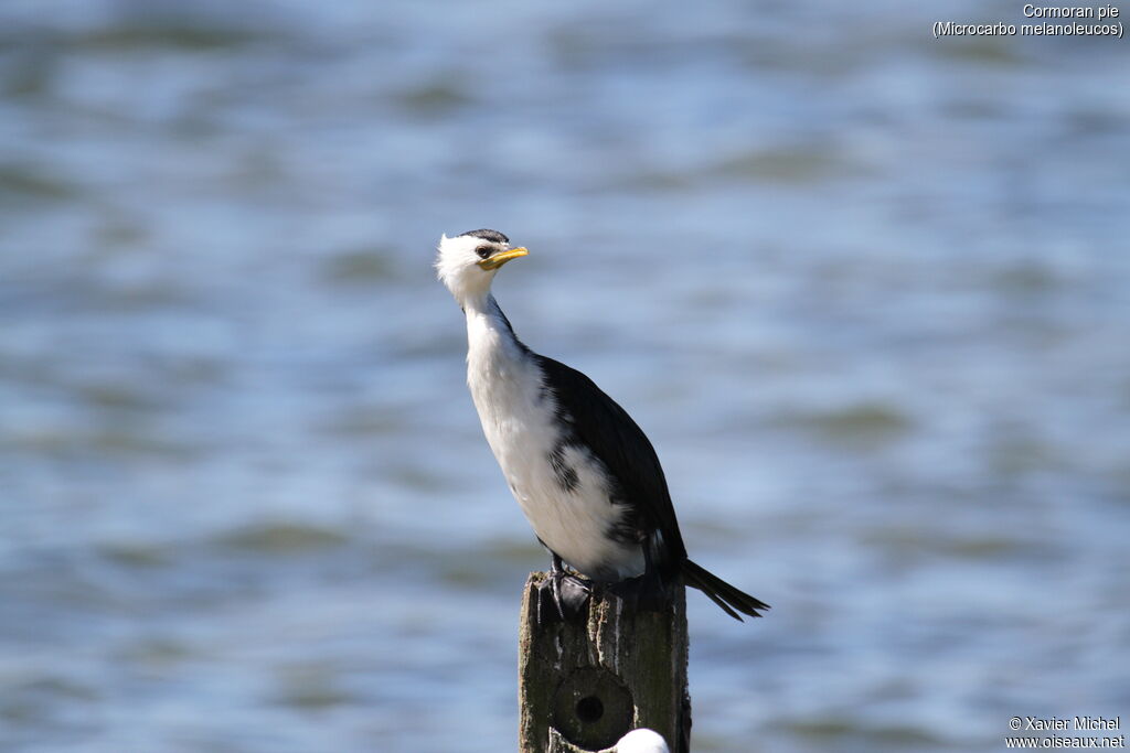 Little Pied Cormorant