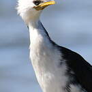 Cormoran pie
