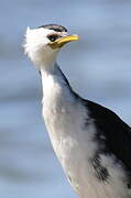 Little Pied Cormorant