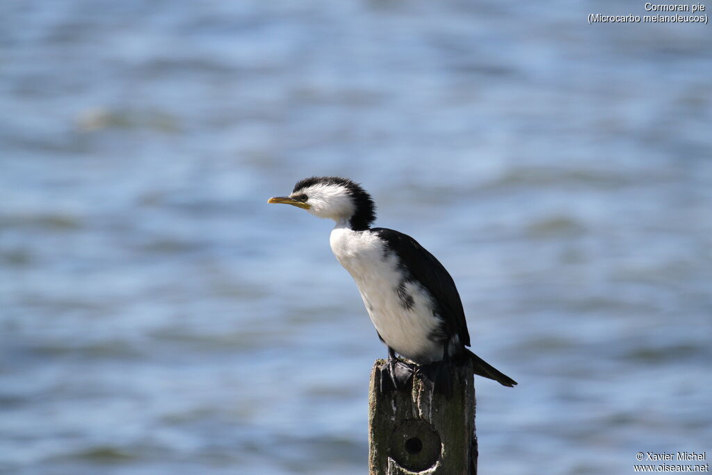 Little Pied Cormorant