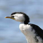 Cormoran pie