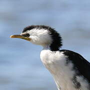 Little Pied Cormorant