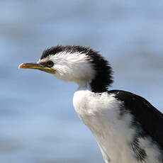 Cormoran pie