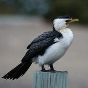 Little Pied Cormorant