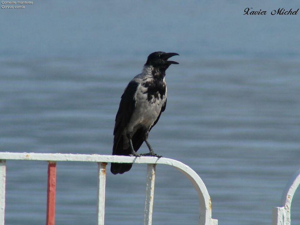 Hooded Crow