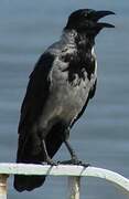 Hooded Crow