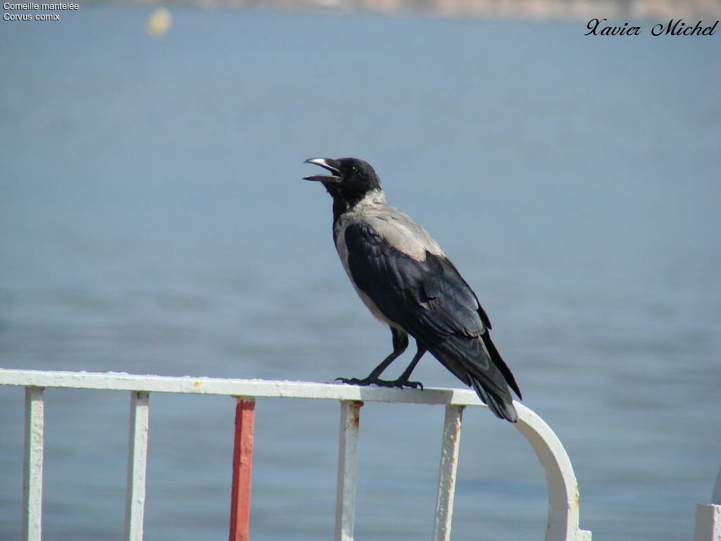 Hooded Crow