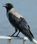 Hooded Crow