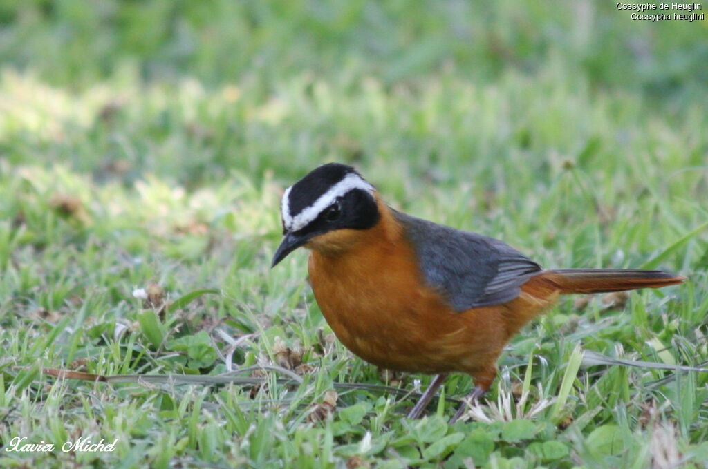 White-browed Robin-Chat