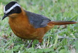 White-browed Robin-Chat