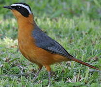 White-browed Robin-Chat