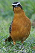 White-browed Robin-Chat