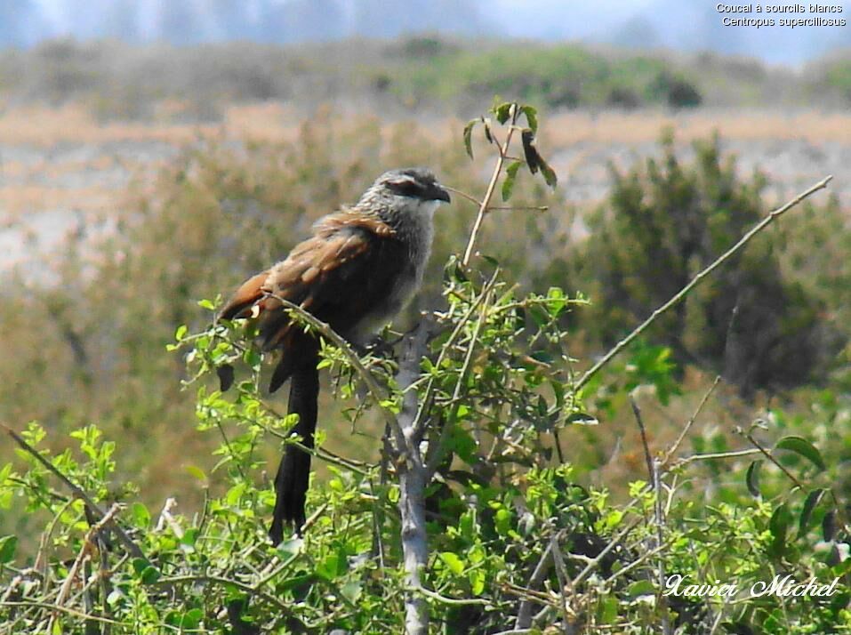 White-browed Coucal