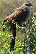 Coucal à sourcils blancs