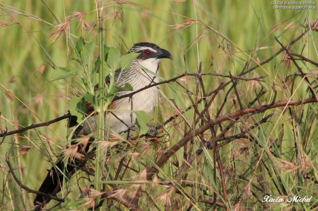 Coucal à sourcils blancs