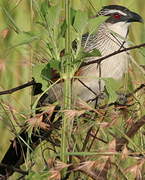 Coucal à sourcils blancs