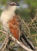 Coucal à sourcils blancs