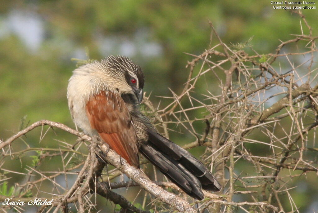 Coucal à sourcils blancs