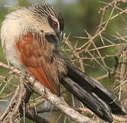 White-browed Coucal