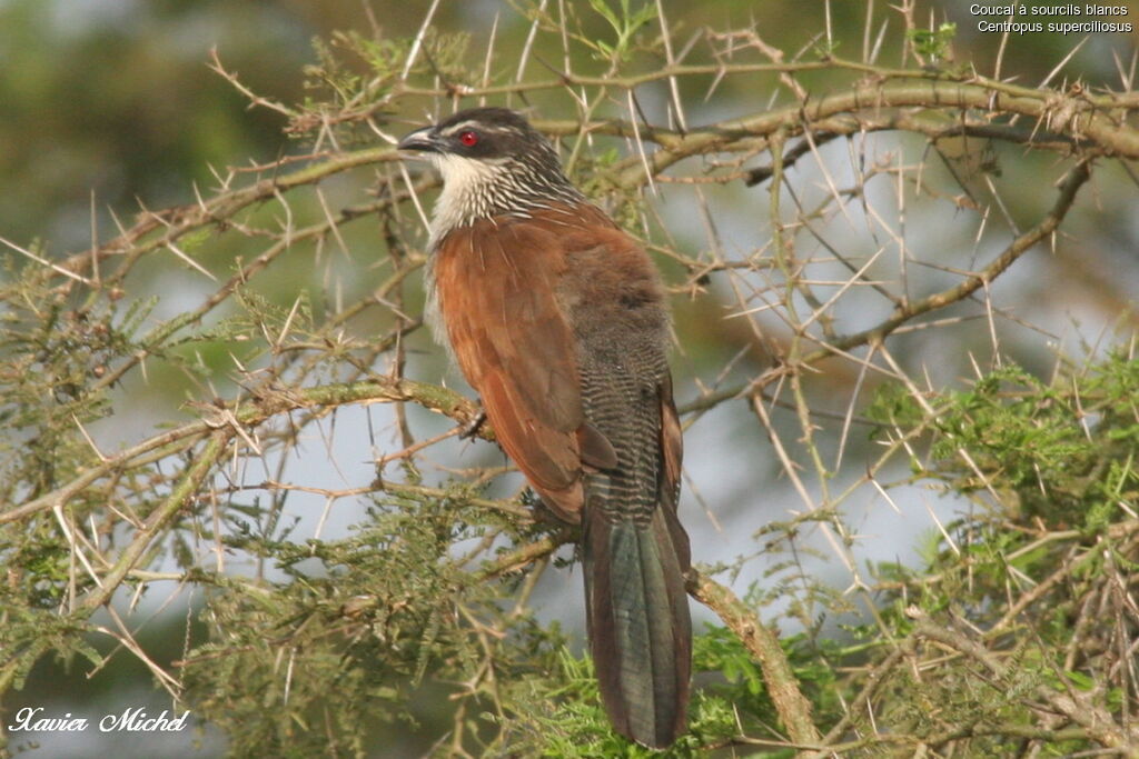 White-browed Coucal