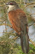 Coucal à sourcils blancs