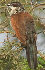 Coucal à sourcils blancs