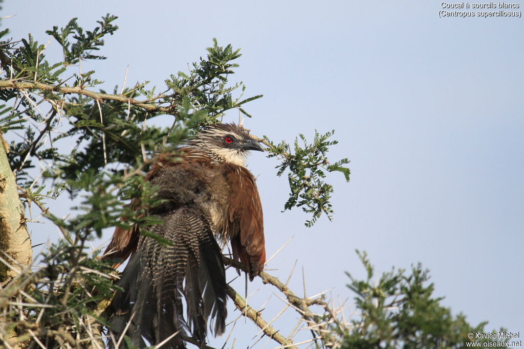 Coucal à sourcils blancs